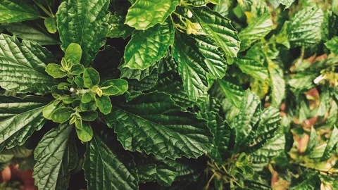 Strobilanthes crispus Video stock 310448606