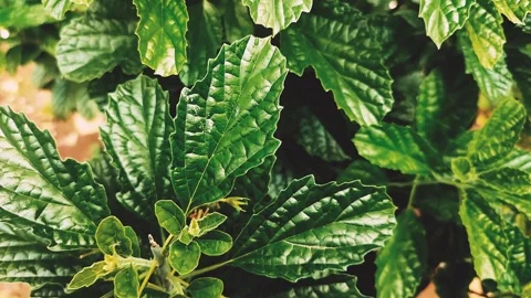 Strobilanthes crispus Video stock 310448607