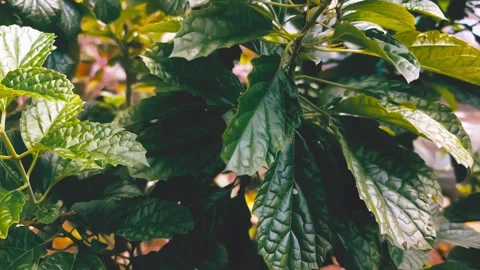 Strobilanthes crispus Video stock 310448608