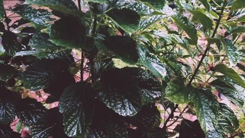 Strobilanthes crispus Video stock 310664559