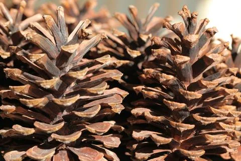 Strobile Stock Photos