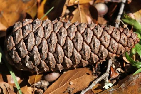 Strobile Stock Photos