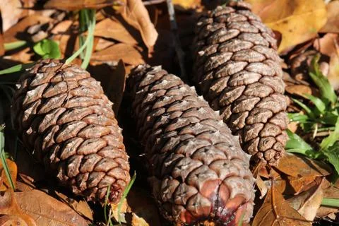 Strobile Stock Photos