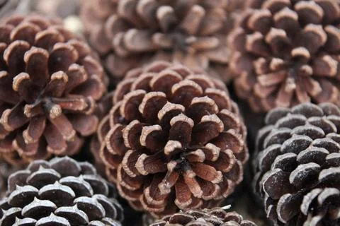 Strobile Stock Photos