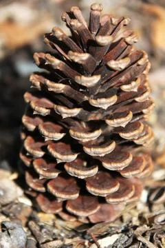 Strobile Stock-Fotos