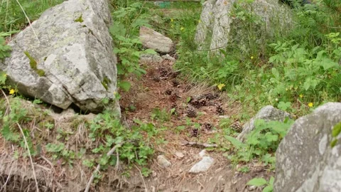 Strobiles rolling down the path on grass between rocks. Mountains in Russia, Vídeos de archivo 142286799