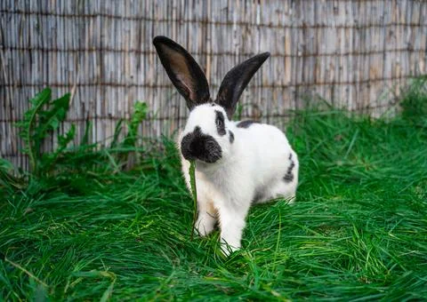 Strokach white with black spots Checkerd Gigantic - large rabbits Stock Photos
