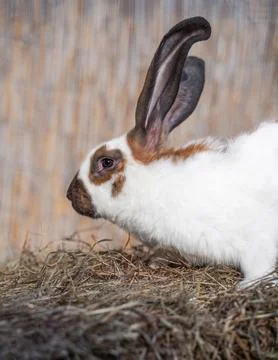 Strokach white with red spots Checkerd Gigantic - large rabbit rabbit sits Stock Photos