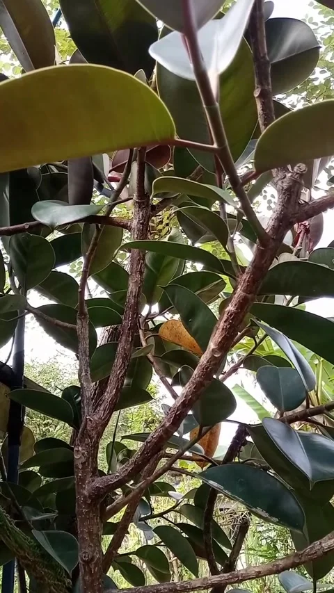 Stroke prevention leaves Stock Footage 205493095