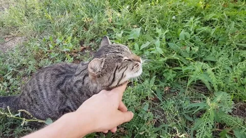 Stroke with your hand a street cat in brown color. Cat enjoys Stock Footage 255878031
