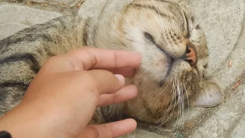 Strokes the chin of a sleeping cat Stock Footage 256371926