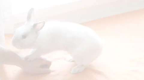 Stroking the bunny Stock Footage 5090090