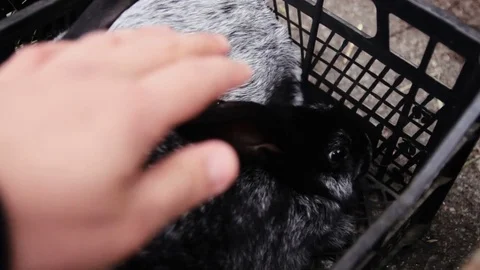 Stroking the bunny 库存影片 70659383