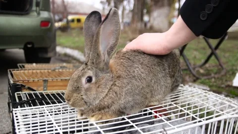 Stroking the bunny 库存影片 70659452