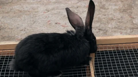 Stroking the bunny Видео 73199905