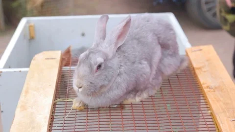 Stroking the bunny 库存影片 73200528
