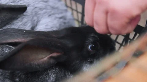 Stroking the bunny Stock Footage 73201998