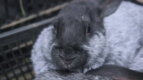 Stroking the bunny Stockbeeldmateriaal 73202082