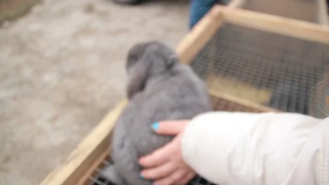 Stroking the bunny 库存影片 73770338