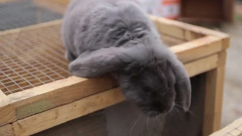 Stroking the bunny Stockbeeldmateriaal 73782224