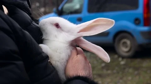 Stroking the bunny at hands Stock Footage 70658814