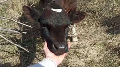 Stroking a calf with the hand 動画素材 239070193