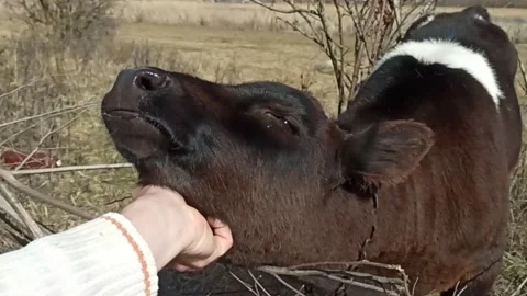 Stroking the calf with your hand 動画素材 239070192
