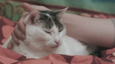 Stroking A Cat Stock Footage 87576718