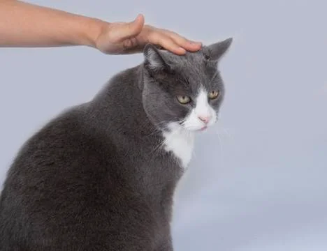 Stroking a cat Stock Photos