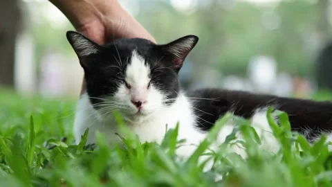 Stroking Cat's on Head Black and White Cat Sitting in Park Stock Footage 153573218
