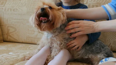 Stroking dog on couch Stock Footage 89321714