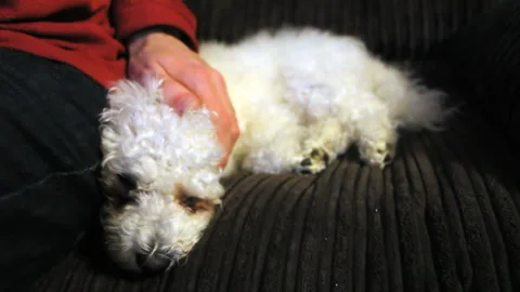 Stroking a dog on a sofa Stock Footage 133137937