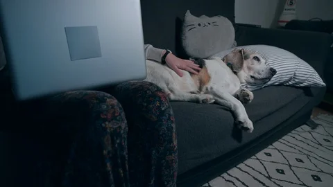 Stroking the dog while working on the sofa at night Stock Footage 127995948