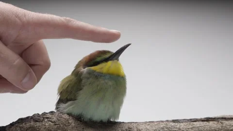Stroking a European bee-eater Merops Apiaster. 스톡 동영상 280964653