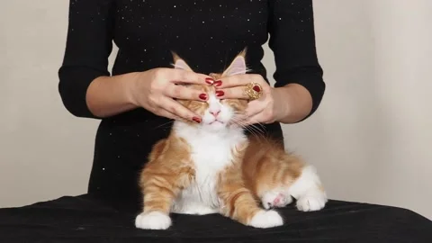 Stroking The Face Of a Ginger &amp; White, Pedigree, Maine Coon Kitten, London, UK Stock Footage 145674979