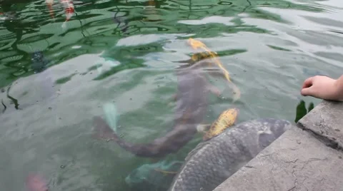 Stroking fish Video stock 7763796