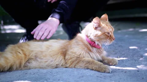 Stroking a Ginger Cat Stock Footage 293198100