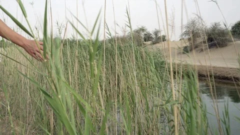 Stroking grass with a hand Video stock 90635744