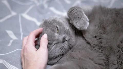 Stroking a gray cat on the head Stock Footage 312005988