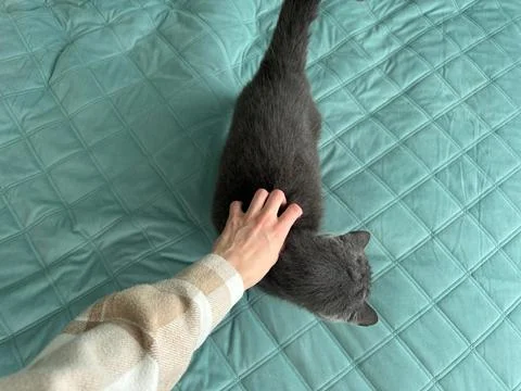 Stroking a gray cat on a turquoise comforter, loving a house cat  Stock Photos