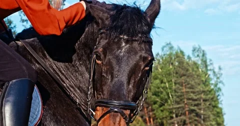 Stroking a horse's head Video stock 50174848