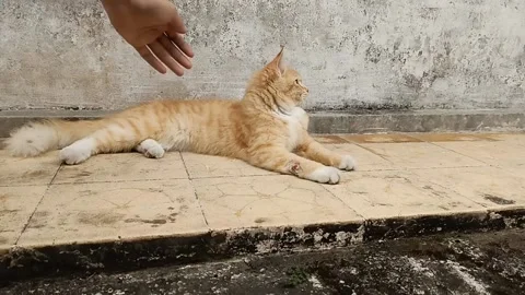 Stroking the orange cat who was lying on the floor Stock Footage 161879784