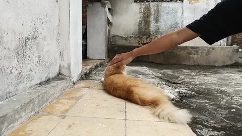 Stroking the orange cat who was lying on the floor Stock Footage 161879815
