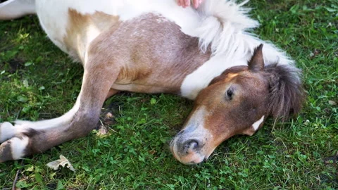 Stroking a Pony Stock Footage 293235734