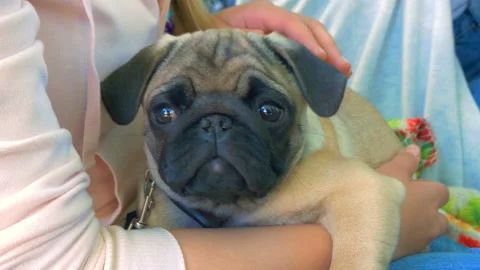Stroking a pug on hands Stock-Footage 91295651