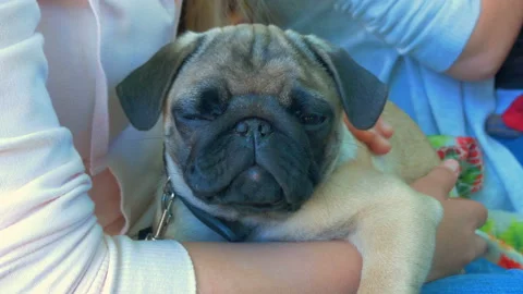 Stroking a pug on hands Stock Footage 91295864