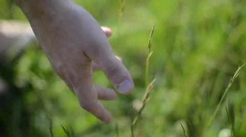 Stroking the Stems of Wheat in the Spring Field Stock Footage 50114786