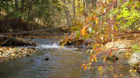 Stroll along the forest stream in autumn Stock Footage 329201011