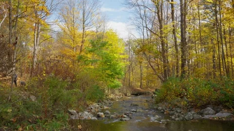 Stroll along the forest stream in autumn Video stock 329201068