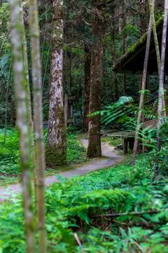Stroll along the tranquil bamboo path by the Mingchi Pond. Stock Photos